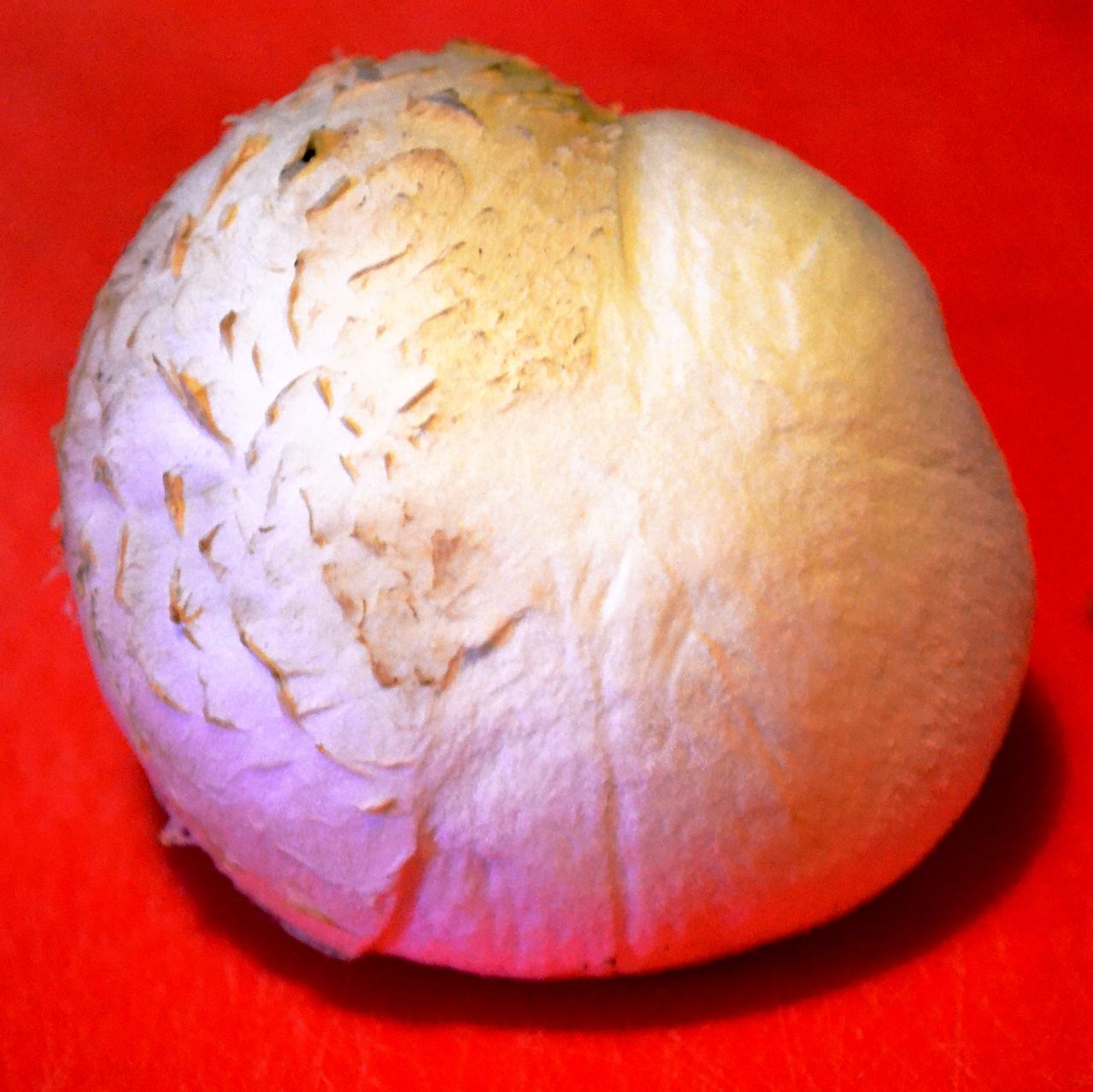 moitié de champignon épluchée