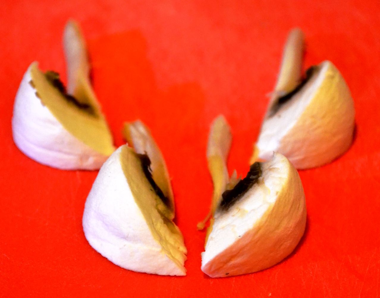 taillage des champignons de Paris